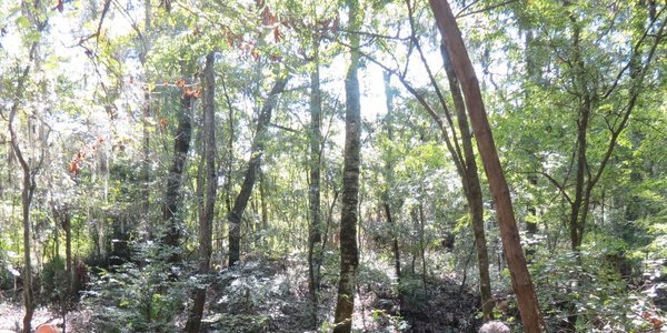600x300 Karst window adjacent to the proposed route. Thank you to our photographer, Russ Tatum. (1 of 2), in FERC and Sabal Trail at the Withlacoochee River in Hamilton County, FL, by Chris Mericle, for WWALS.net, 16 September 2014