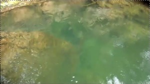 300x168 Caplin Spring, in Withlacoochee River, by Chris Mericle, for WWALS.net, 13 July 2014