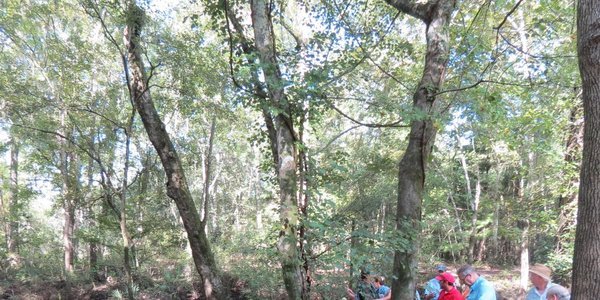 600x300 Morgan Spring run overlook again (1 of 2), in FERC and Sabal Trail at the Withlacoochee River in Hamilton County, FL, by Chris Mericle, for WWALS.net, 16 September 2014