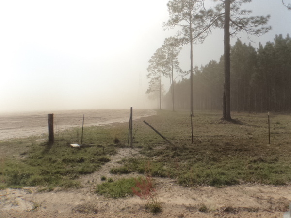 600x450 Blowing into trees, in Dust Storm on Lakeland Sands land in Hamilton County, FL, by John S. Quarterman, for WWALS.net, 25 March 2014