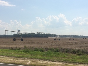 300x225 Land farmed all the way around the clump of trees and spring., in Adams Spring and Bill Gates, by Chris Mericle, for WWALS.net, 13 August 2015
