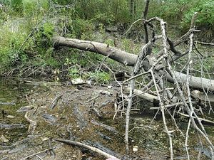 Can move the little stuff; need saw for main log 30.8875008, -83.3240890