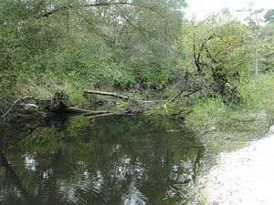 Deadfall just above boatramp 30.8875542, -83.3240433