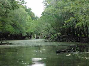 Looking back up to the bridge 30.8911762, -83.3201141