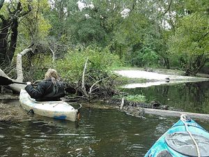 Above the deadfall at the boat ramp 30.8907566, -83.3207550