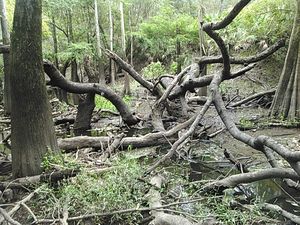 Who is responsible for deadfalls in the Withlacoochee River? 30.8907604, -83.3211441