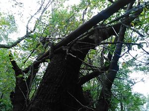 The water has been higher 30.8910694, -83.3201599