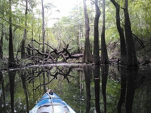 And another deadfall 30.8883571, -83.3230819