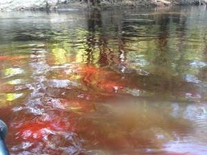 such colors in the water today.