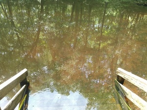 Steps for swimming 30.3613205, -83.1348114