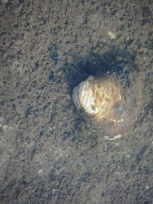 A mussle