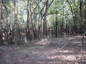 Swampy area