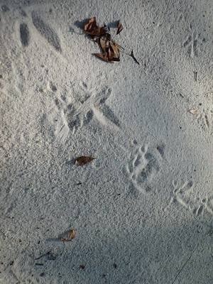Turkey tracks
