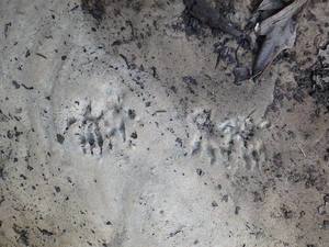wildlife tracks