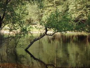 Swept by the Alapaha River