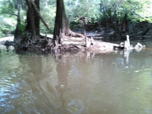 Cypress knees