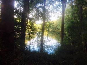 Suwannee River near the crossing.