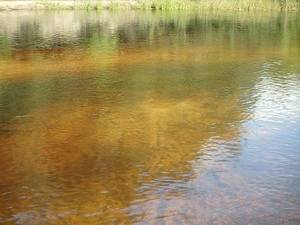 Tea-colored Alapaha River