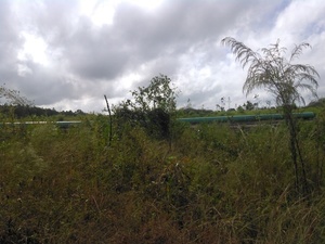 Pipe in the weeds
