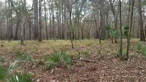 Movie: Lynne Buchanan, SRSP Hamilton County (7.2M), 30.4107970, -83.1630260