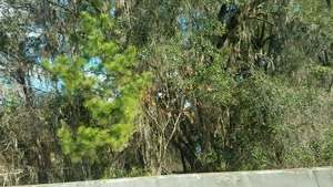Movie: Suwannee River downstream, US 90 (37M), 30.3841030, -83.1753430