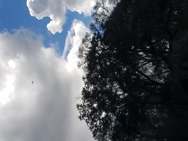 Suwannee Riverkeeper Air Force,