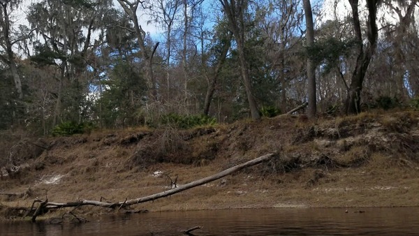 Tree knocked down by Sabal Trail, Hamilton County (right) bank, Suwannee River,