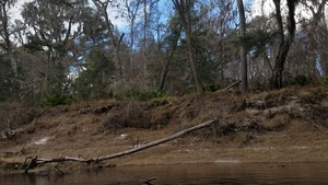 Tree knocked down by Sabal Trail, Hamilton County (right) bank, Suwannee River, 30.4073100, -83.1565580