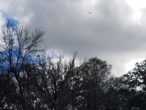 WWALS Southwings flight, 30.4131878, -83.1586515