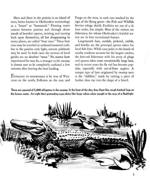 There are upward of 5,000 alligators in the swamp. In the heat of the day they float like rough-barked logs on the brown water. At night their protruding eyes shine like huge rubies when caught in the rays of a flashlight.