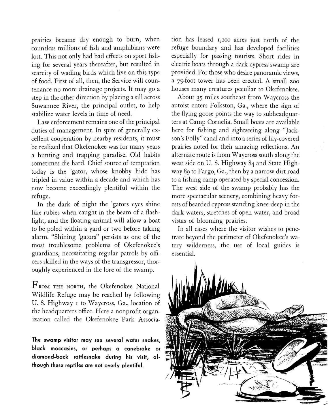 The swamp visitor may see several water snakes, black moccasins, or perhaps a canebrake or diamond-back rattlesnake during his visit, although these reptiles are not overly plentiful.