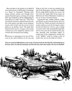 [There are upward of 5,000 alligators in the swamp. In the heat of the day they float like rough-barked logs on the brown water. At night their protruding eyes shine like huge rubies when caught in the rays of a flashlight.]