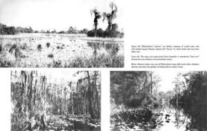 [Prairies, houses, boat runs, Minnie's Lake, dark pools]