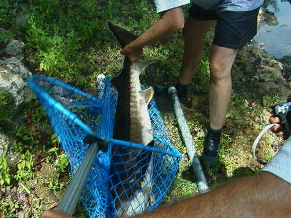 [FWC biologist assisting in removing smallest sturgeon about 3.5 ft long, 2025-09-12 --Ken Sulak]