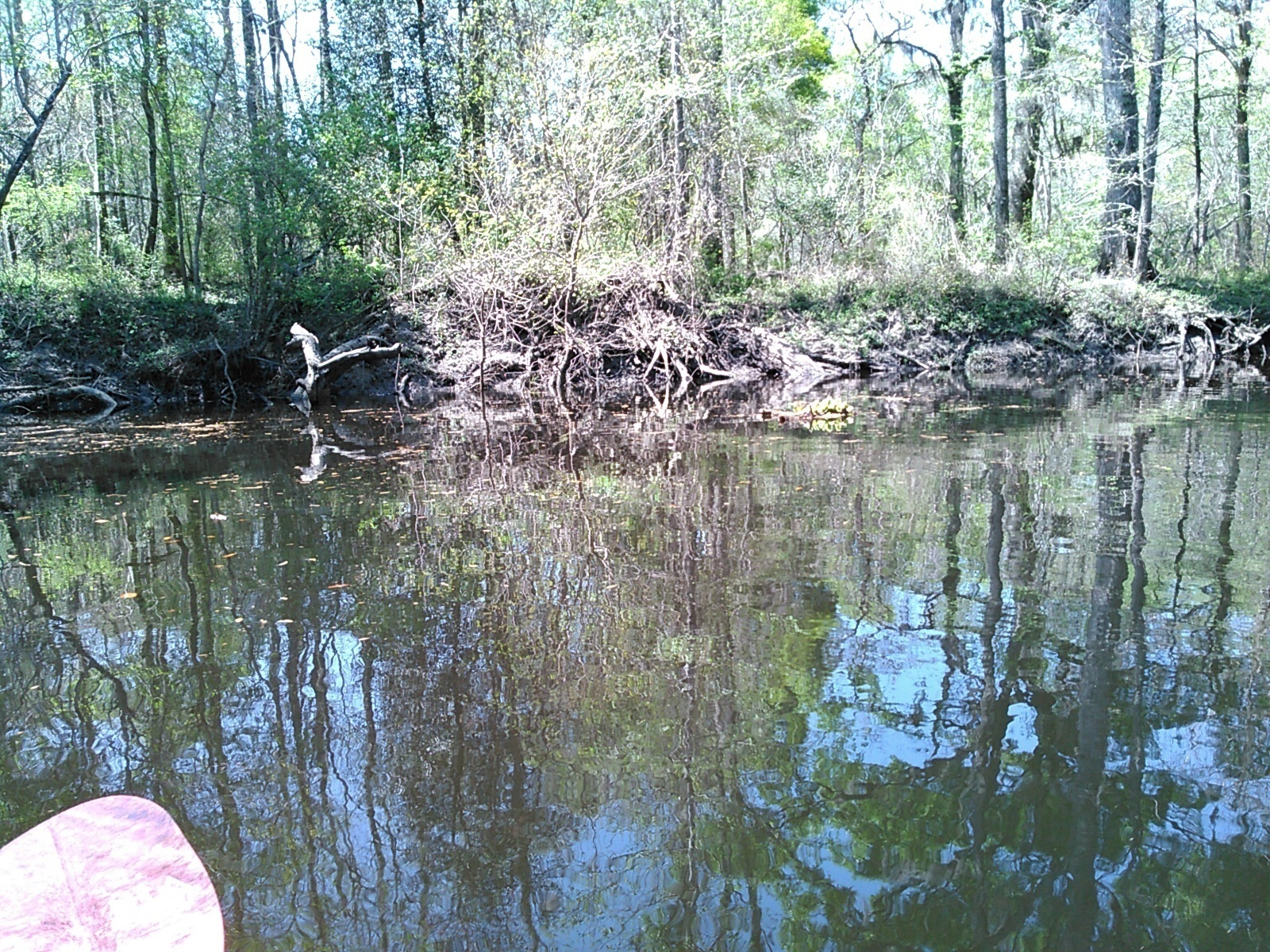 Tangled roots; somewhere around here is Cherry Creek but nobody spotted it