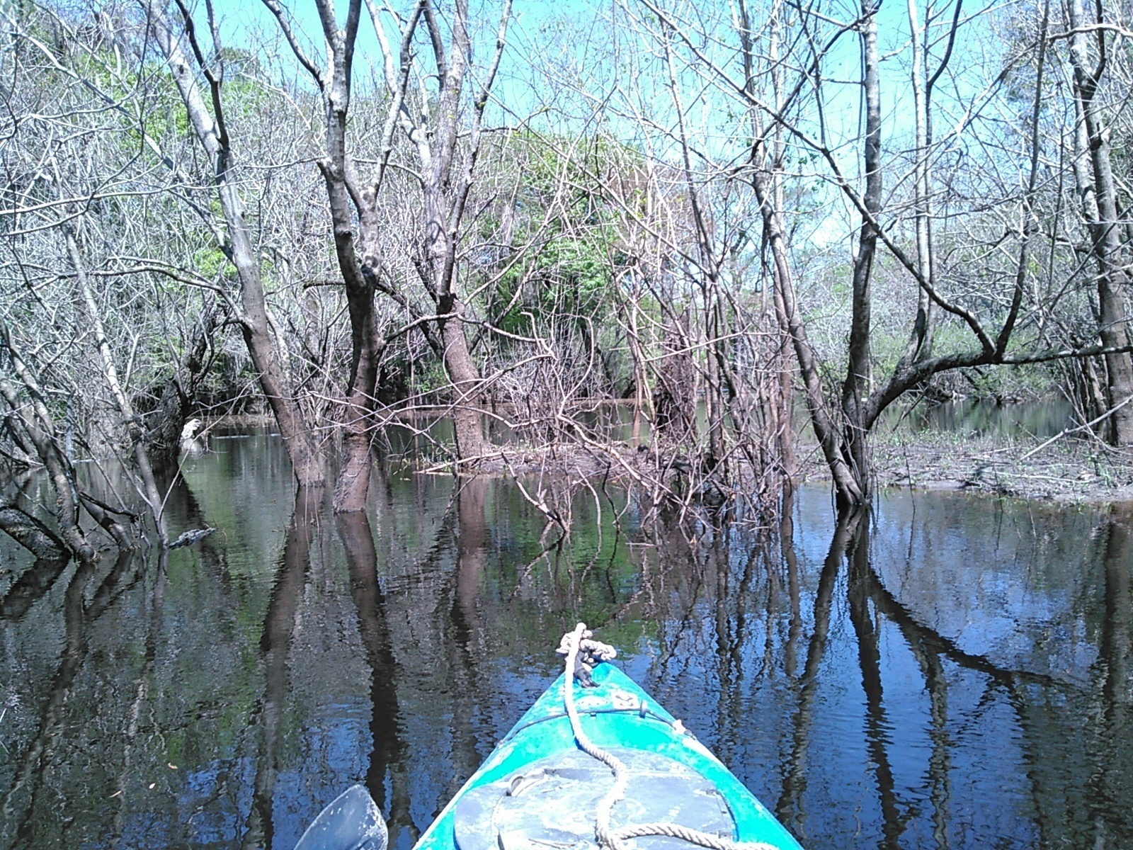 Slough opening out 30.9020367, -83.3117981