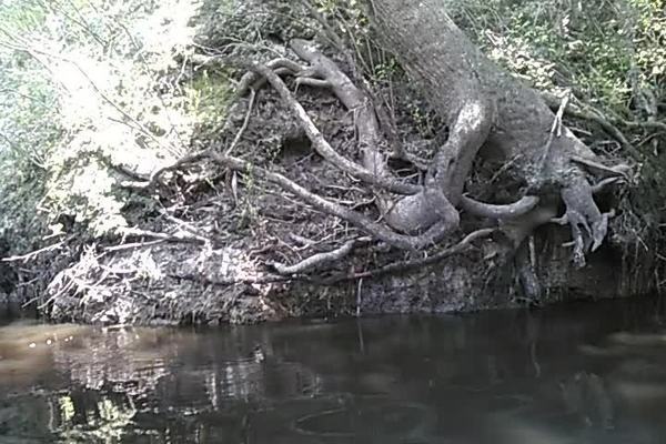Movie: Roots and paddlers, 13:32:02 (1.6M)