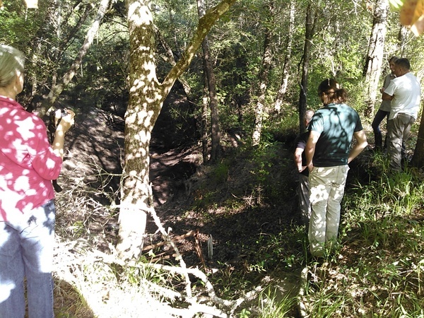 [Swallets in the woods]