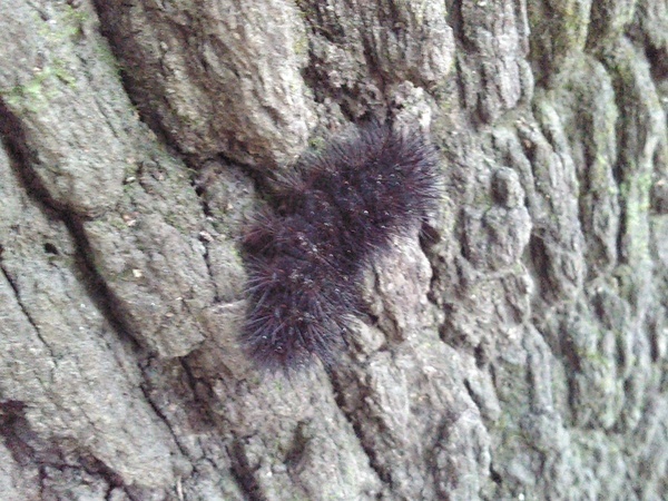 [Caterpillar]
