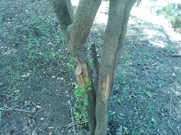 [Beavers were here]