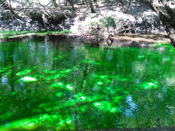 Dye going around some snags