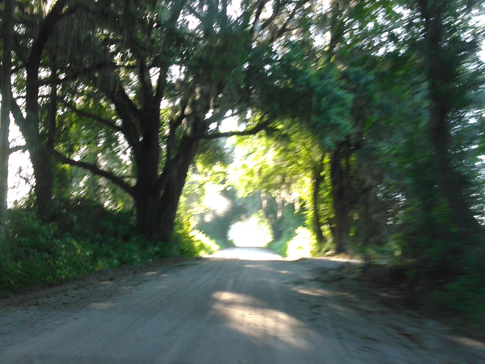Canopy Road