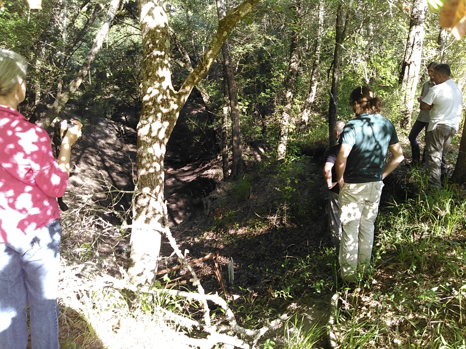 Swallets in the woods