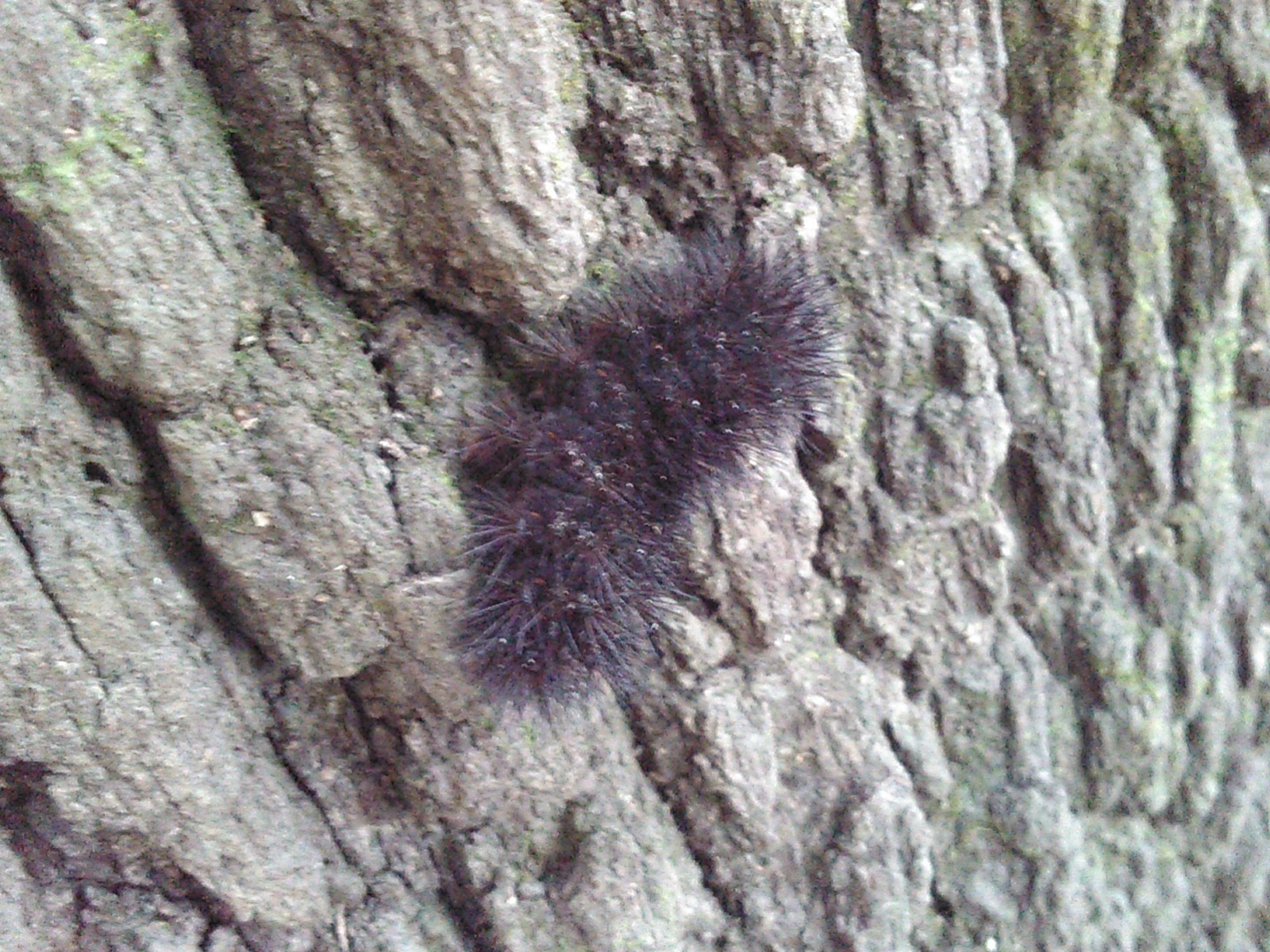 Caterpillar