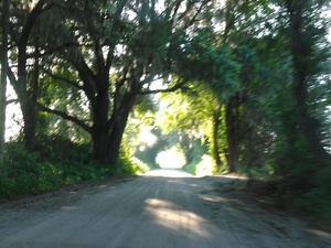 [Canopy Road]