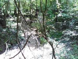 [Jennings Bluff Spring Run]