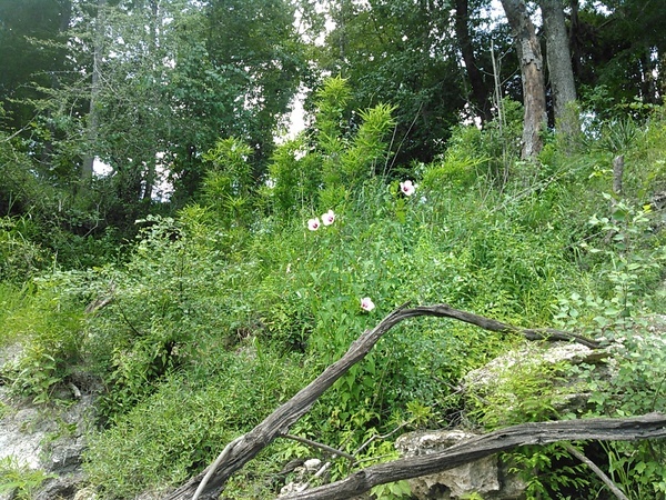[Halberdleaf rosemallow 30.6406307, -83.3187714]