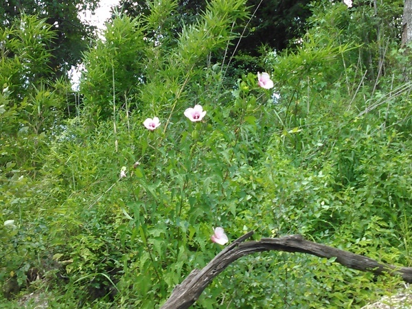 Hibiscus laevis All. 30.6405849, -83.3187485