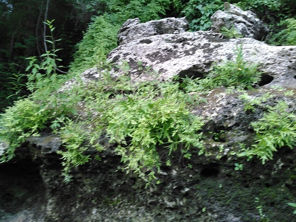 [Karst covered with vegetation 30.6391582, -83.3185196]