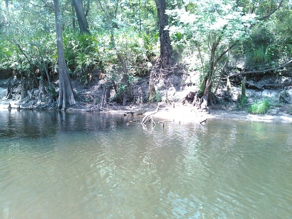 [Log no gator 30.63573, -83.31434]